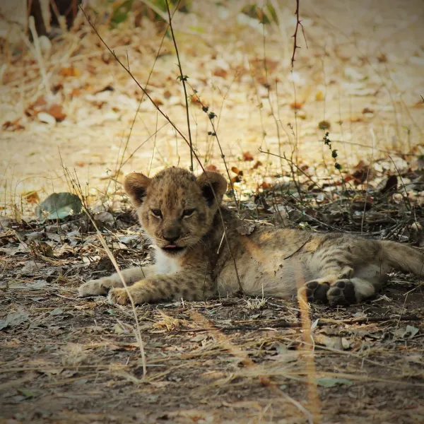 wildlife-camp-qgifk