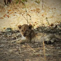 wildlife-camp-qgifk