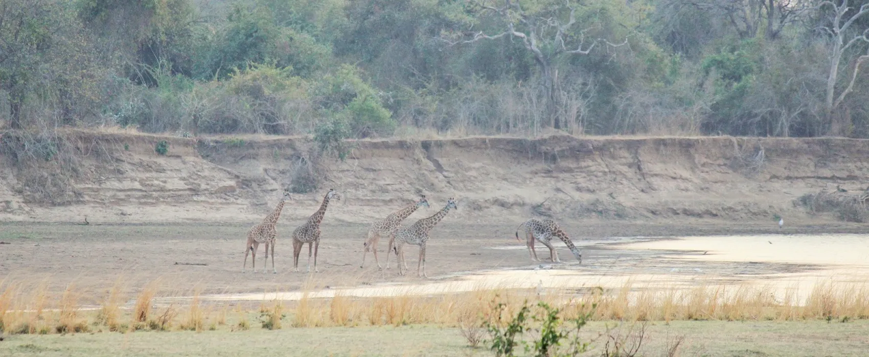 Wildlife Camp