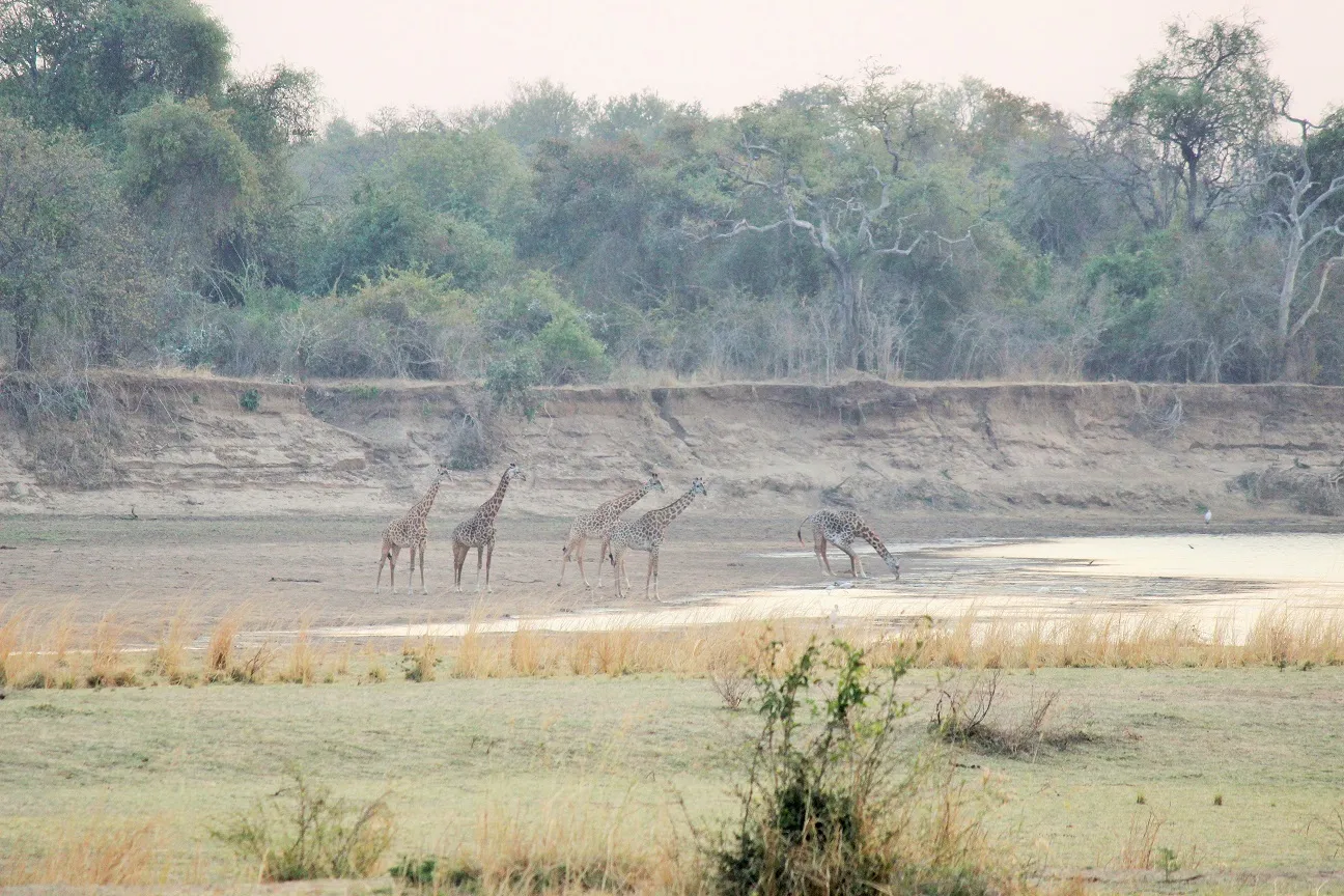 wildlife-camp-rvl1m