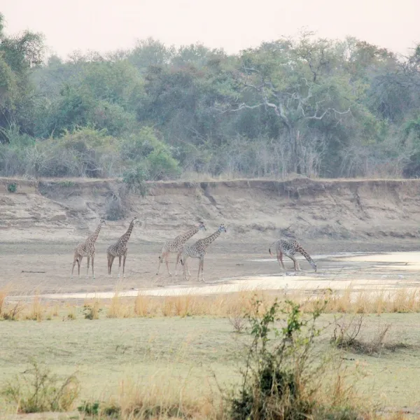 wildlife-camp-rvl1m