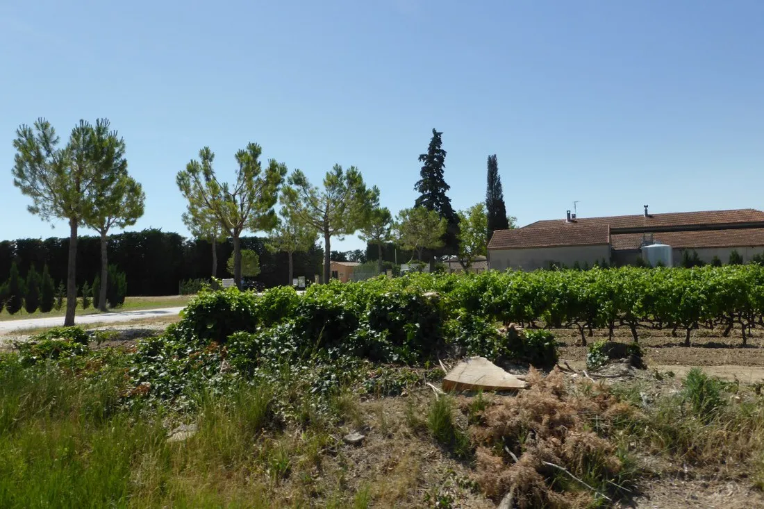 domaine-des-favards-violes-9tgis