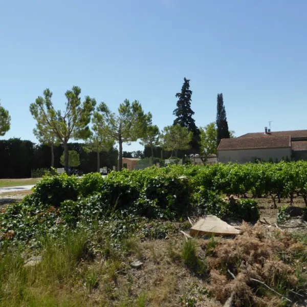 domaine-des-favards-violes-9tgis