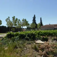 domaine-des-favards-violes-9tgis