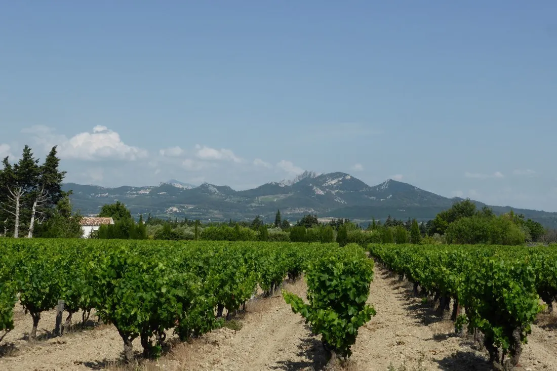 domaine-des-favards-violes-vgctl