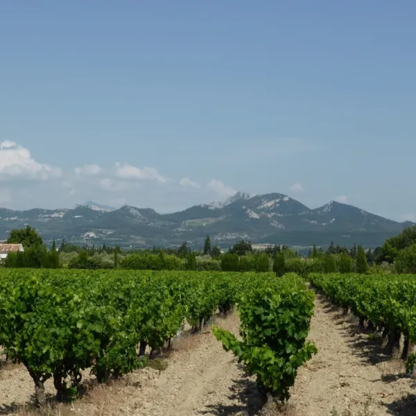 domaine-des-favards-violes-vgctl