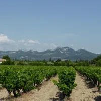 domaine-des-favards-violes-vgctl