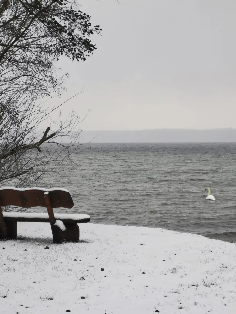 1ste Seereihe winter mit schwan