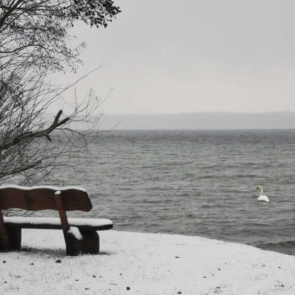 1ste Seereihe winter mit schwan