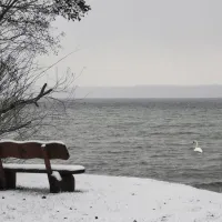 1ste Seereihe winter mit schwan