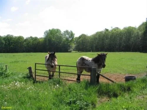 camping-de-kei-lichtenvoorde-nq6ps