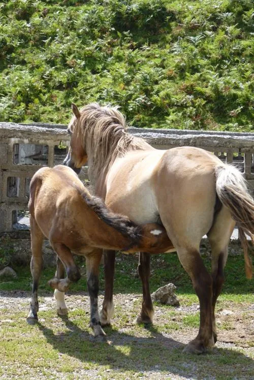 camping-a-la-ferme-sobieta-alcay-alcabehety-sunharette-g2vzu