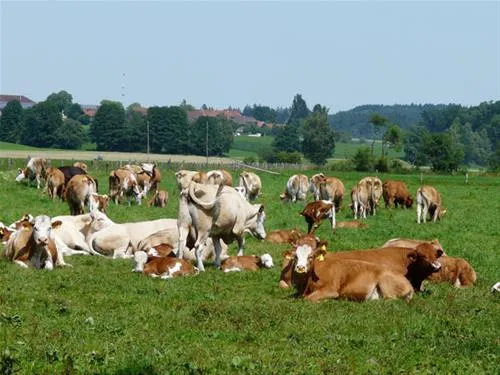 ferienparadies-gut-horn-waging-am-see-fwuuq