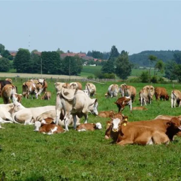 ferienparadies-gut-horn-waging-am-see-fwuuq