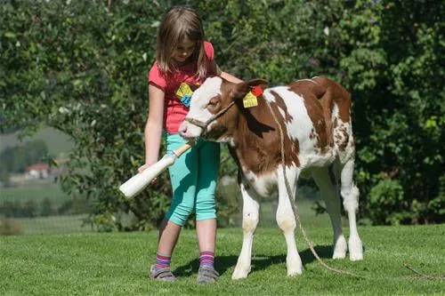 bauernhofcamping-prefelnig-ossiach-dufu9