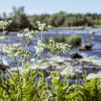 kielosaaren-lomat-pyhjoki-qp6h0