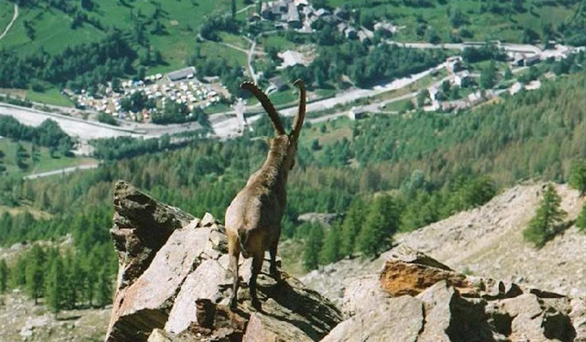 camping-val-di-rhemes-rhmes-saint-georges-rwkol