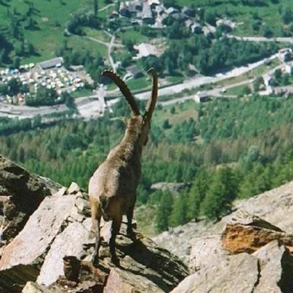 Camping Val di Rhemes