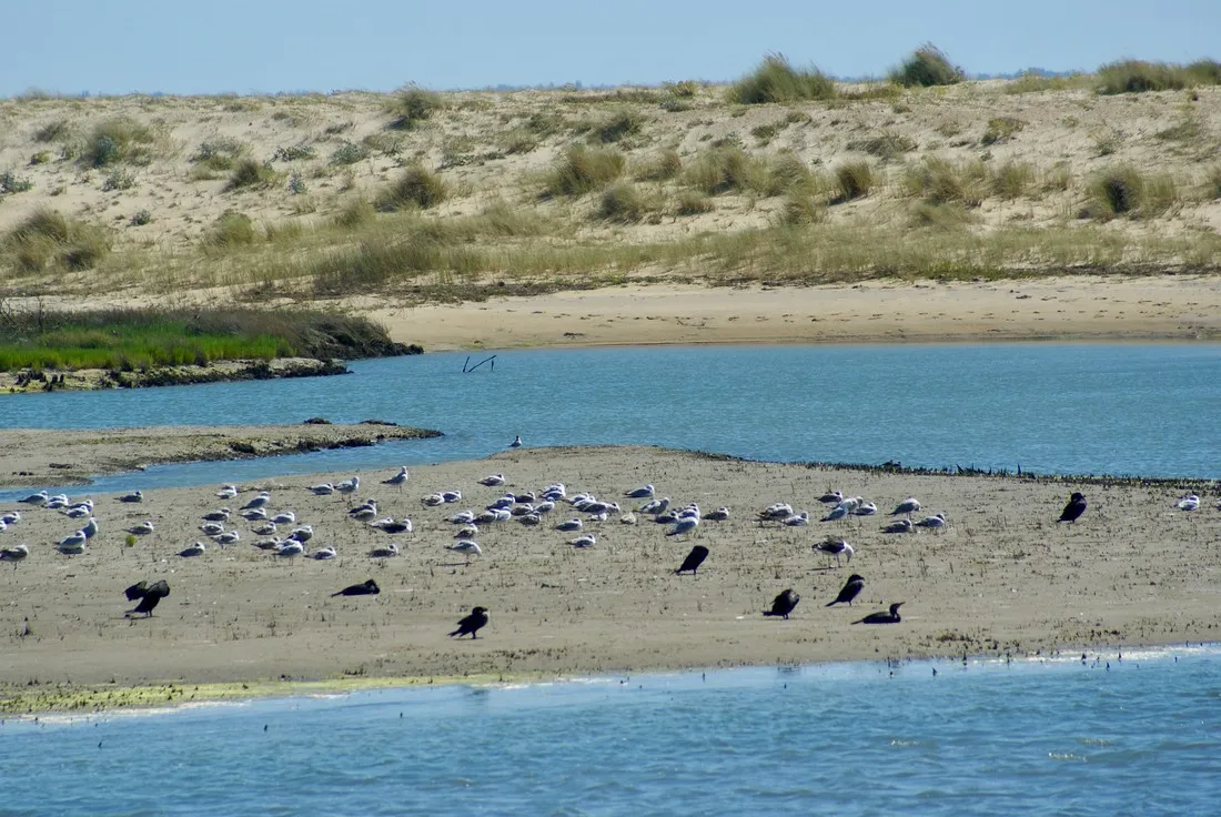 camping-les-tulipes-la-faute-sur-mer-pmwkw