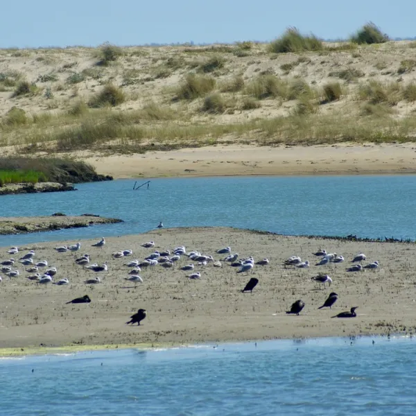 camping-les-tulipes-la-faute-sur-mer-pmwkw