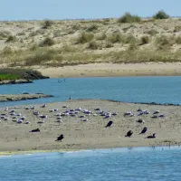 camping-les-tulipes-la-faute-sur-mer-pmwkw