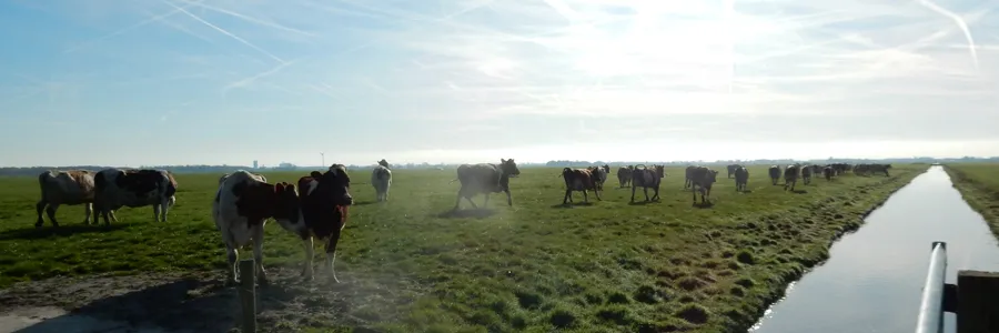 boerententencamping-ouderkerk-ad-amstel-plcml