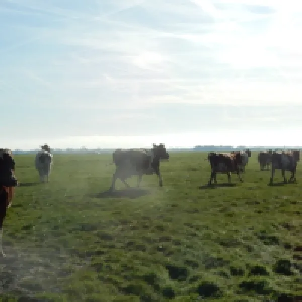 boerententencamping-ouderkerk-ad-amstel-plcml