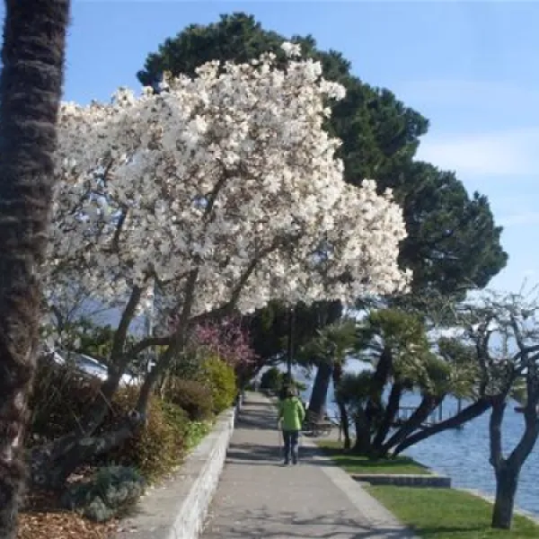 camping-delta-locarno-rbntz