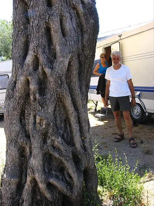 camping-maslina-petrovac-dbabo