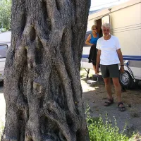 camping-maslina-petrovac-dbabo