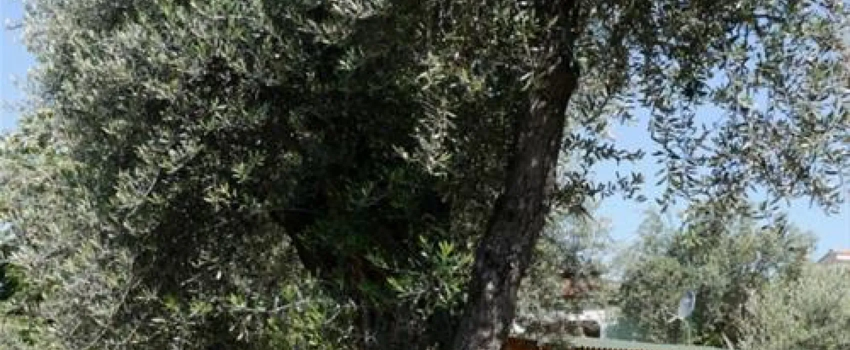 Camping Maslina