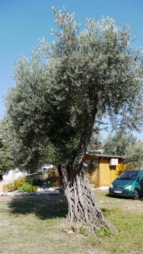 camping-maslina-petrovac-peqfu