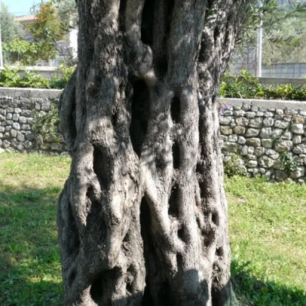 camping-maslina-petrovac-vklfg