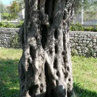 camping-maslina-petrovac-vklfg