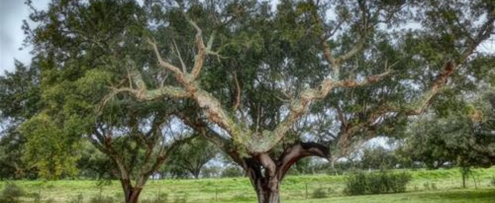 Camping Alentejo