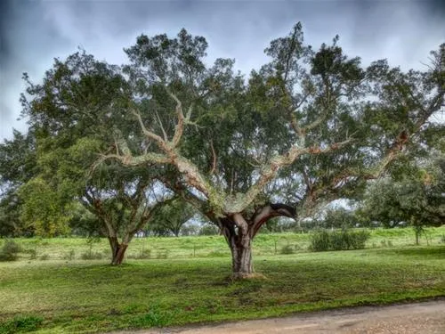 camping-alentejo-evoramonte-mbg4p