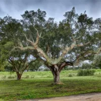 camping-alentejo-evoramonte-mbg4p