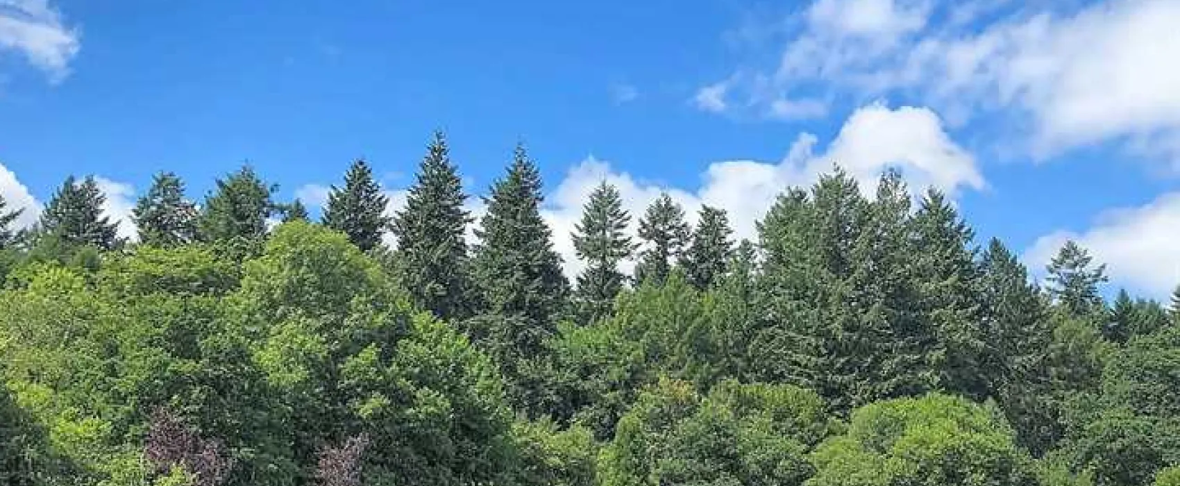 Whitemead Forest Park