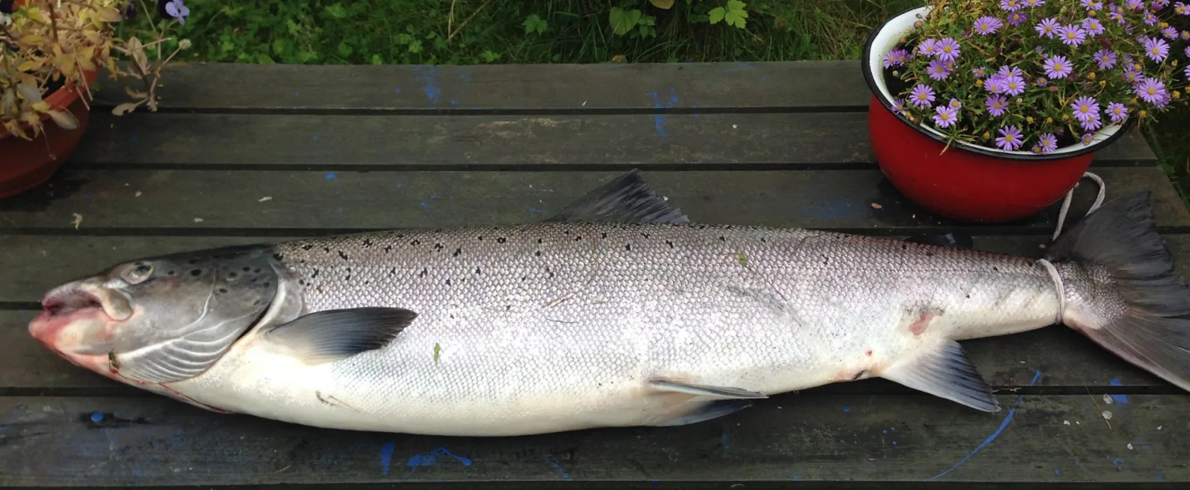 Øvre Sæter Fiskecamp