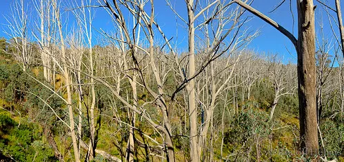 three-mile-dam-campground-kosciuszko-national-park-ndedj