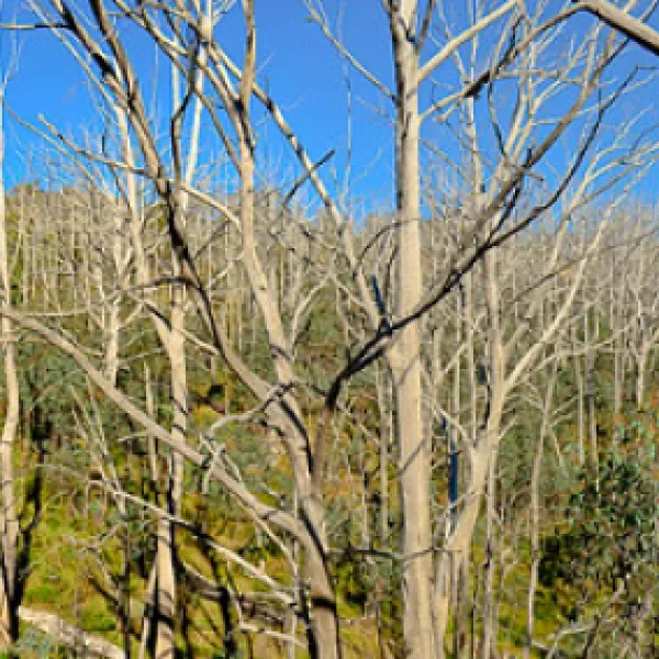 three-mile-dam-campground-kosciuszko-national-park-ndedj