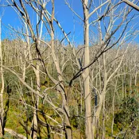 three-mile-dam-campground-kosciuszko-national-park-ndedj