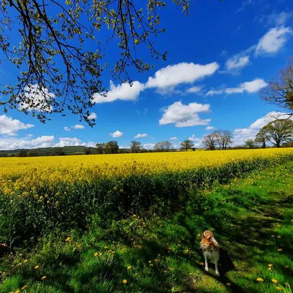 totteridge-farm-camping-pods-pewsey-jgtan
