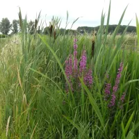 minicamping-oud-drimmelen-drimmelen-fjv8t