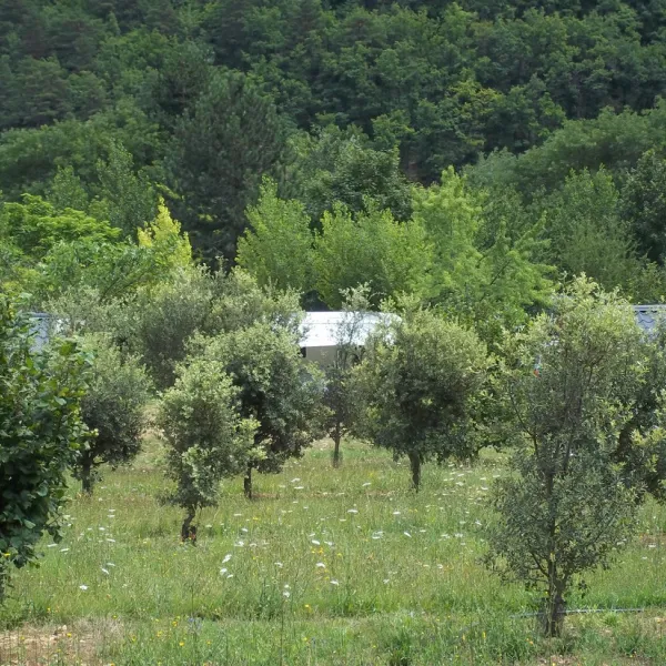 camping-le-roc-qui-parle-nant-12buz