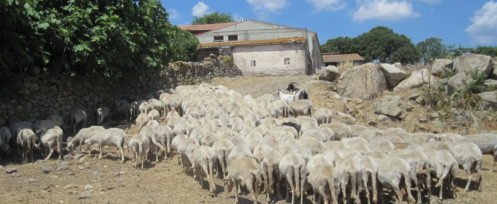 Costiolu Agriturismo