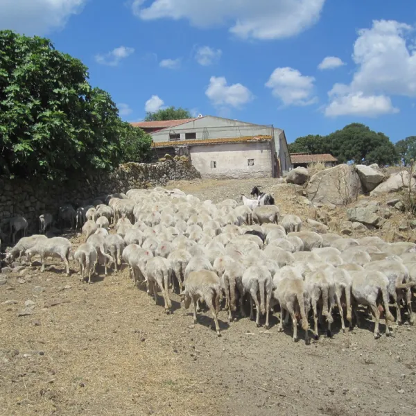 Costiolu Agriturismo