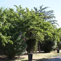 camping-rodas-roses-ynqc9