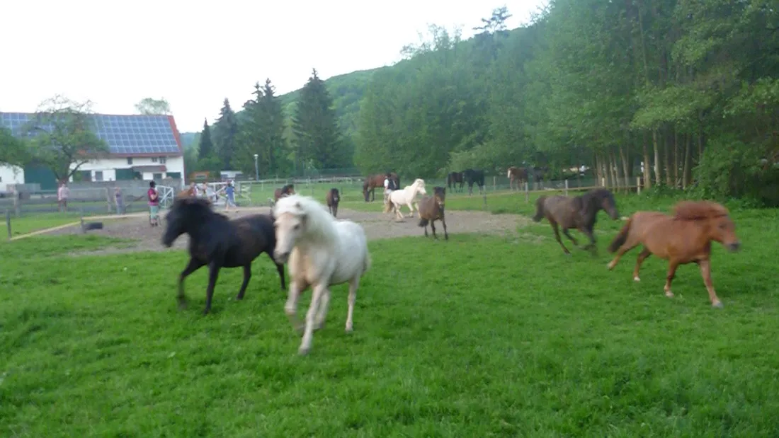 ponyhof-camping-club-liebenau-5x1ga