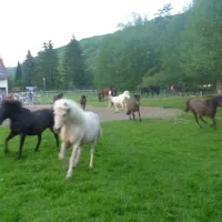 ponyhof-camping-club-liebenau-5x1ga